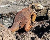Galapagos iguanas transferred due to overpopulation