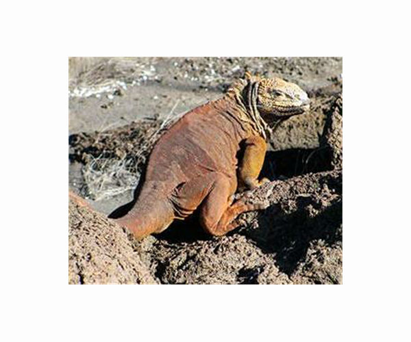 Iguanas reproducing on Galapagos island century after disappearing