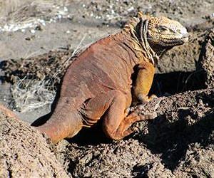 German gets jail time for Galapagos iguana smuggling