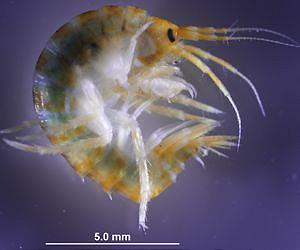 Tiny Grazers Play Key Role in Marine Ecosystem Health