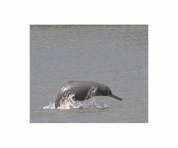 Foe to friend: Fishermen join fight to save endangered Pakistan dolphin
