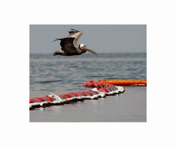 Mexican town hopes pelicans will help tourism take off