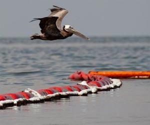Dolphins swim through slick as oiled birds preen on shore