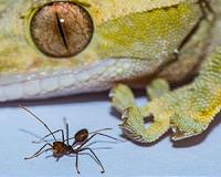 Why Spiderman can't exist: Geckos are 'size limit' for sticking to walls