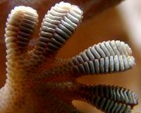 Gecko Grippers Moving On Up