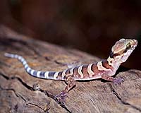 Warming World Holds New Threats For Aussie Wildlife
