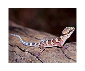 Inspired by Gecko Feet, UMass Amherst Scientists Invent Super-Adhesive Material