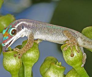 Constructive conservation: last chance for biodiversity?