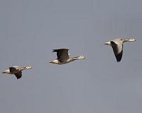 Thousands of geese die after landing in toxic US water