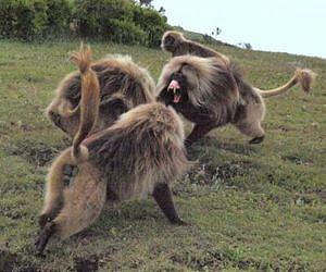 Cooperation can trump competition in monkeys