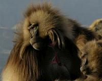 Primate study offers insights into relationship between of jealousy and monogamy