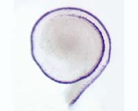 New Discovery Proves Selfish Gene Exists