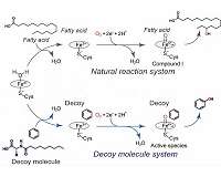 'Tricking' bacteria into hydroxylating benzene