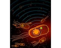 Biologists give bacteria thermostat controls