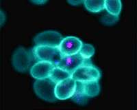 Synthetic microorganisms allow scientists to study ancient evolutionary mysteries