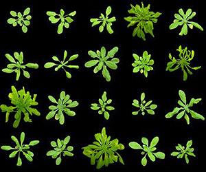 How an 'evolutionary playground' brings plant genes together