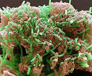 Bacteria use hydrogen, carbon dioxide to produce electricity