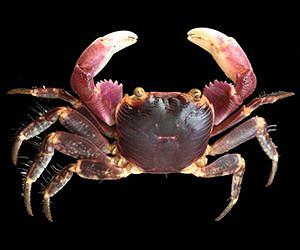 Ship noise makes crabs get crabby