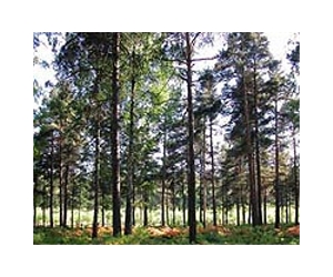 Forest Service unveils first comprehensive forecast on southern forests