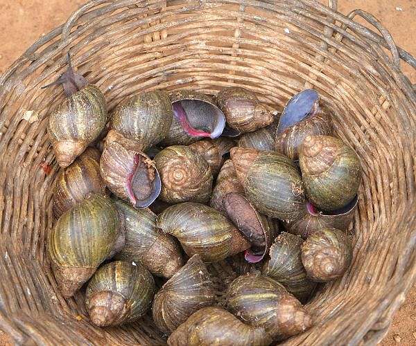 Working at giant snail's pace a boon for Ivorian farmers