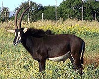 Rare Angolan antelope tracked by research team