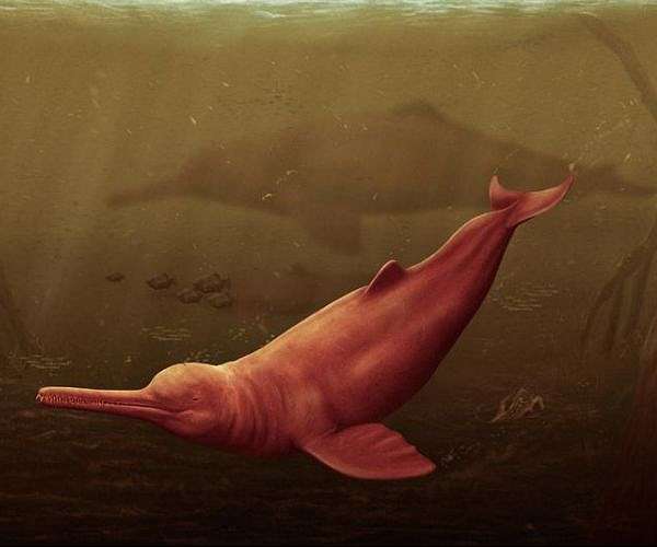 Remains of extinct giant river dolphin found in Amazon region