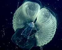 Deep-diving technology finds little filter feeder has giant carbon cycling impact