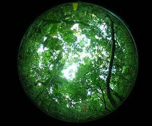 Smithsonian scientists discover that rainforests take the heat