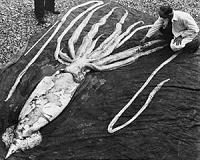 Scientists live stream their dissection of colossal squid