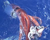 Make like a squid and transform