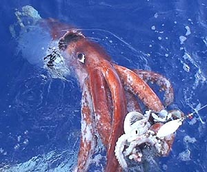 Scientists reconstruct evolutionary history of mollusks