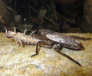 Reign of the giant insects ended with the evolution of birds