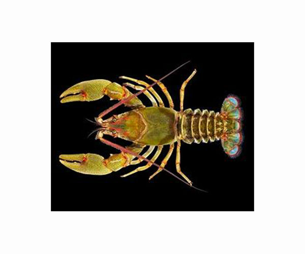 Antidepressants make crayfish bolder, increasing risk of predation