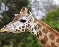 Giraffes 'threatened with extinction'