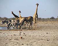 Study: Giraffes are more than one species