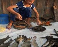 No hooks, lines or sinkers: Cambodians go traditional in fishing ceremony