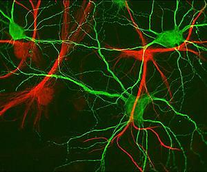 'Snooze button' on biological clocks improves cell adaptability