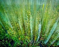 The JBEI GT Collection: A New Resource for Advanced Biofuels Research