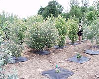 Researchers Demonstrate Way To Control Tree Height