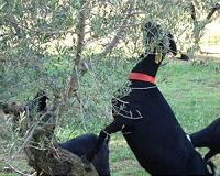 Moroccan city outlaws olive trees