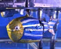'Robot blood' powers robotic fish in Cornell laboratory