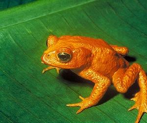 El Nino And Pathogen Killed Costa Rican Toad