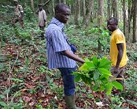 Fair-trade deals provide safety net for Ivorian cocoa producers
