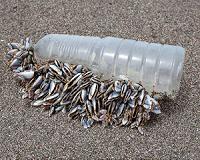Top bottled water brands contaminated with plastic particles: report