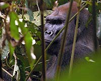 Uganda offers scheme to 'befriend' mountain gorillas on Facebook