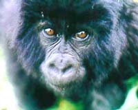 UN team probes mountain gorilla shooting deaths in DRC