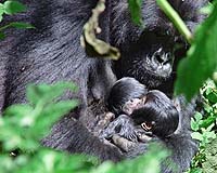 Wildlife, already struggling, faces fresh threat in disease