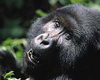 Two die in attack on WWF vehicle in DR Congo gorilla reserve