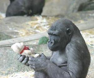 New evidence that orangutans and gorillas can match images based on biological categories