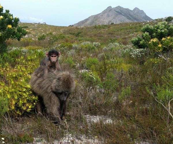 As baboons become bolder, Cape Town battles for solutions